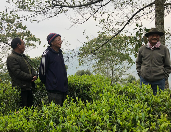 producteurs thÃ© Darjeeling coopÃ©rative Subarna en Inde - thÃ© vert gingembre citronnelle